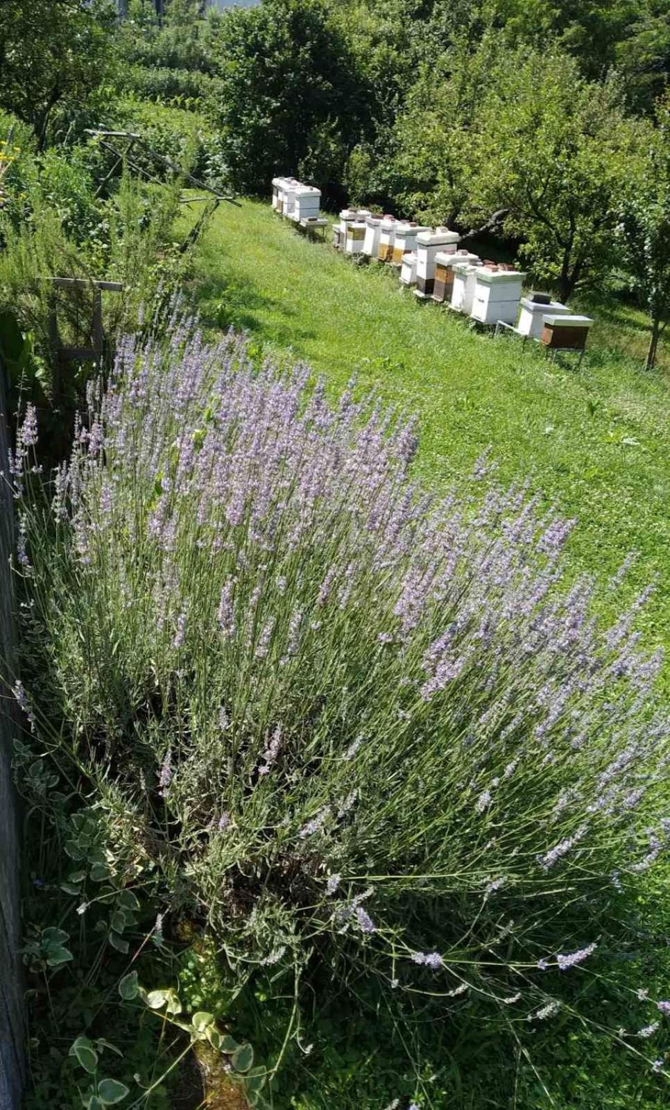 Guest House Bee วิโซโค ภายนอก รูปภาพ