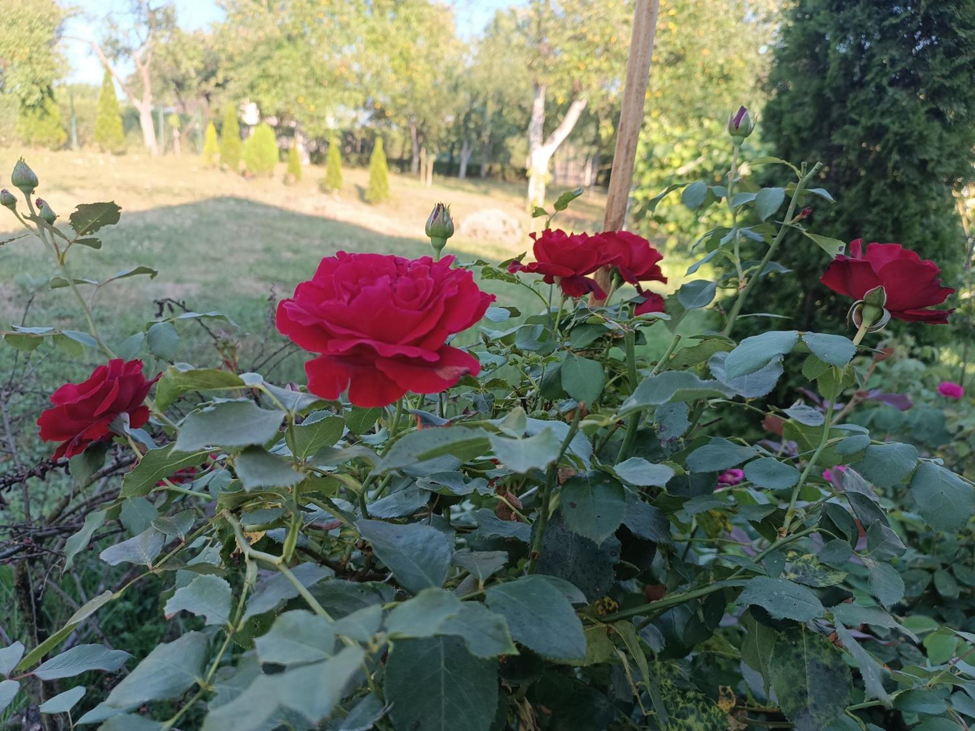 Guest House Bee วิโซโค ภายนอก รูปภาพ